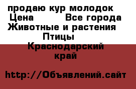 продаю кур молодок. › Цена ­ 320 - Все города Животные и растения » Птицы   . Краснодарский край